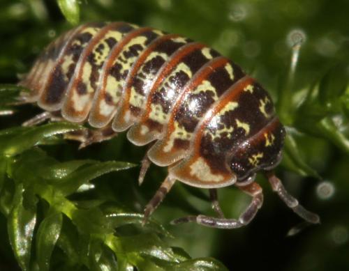 Armadillidium pictum